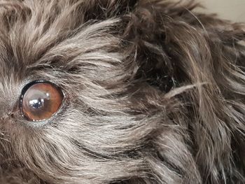 Close-up portrait of dog