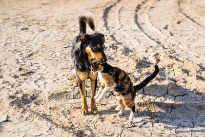 Portrait of a dog on land