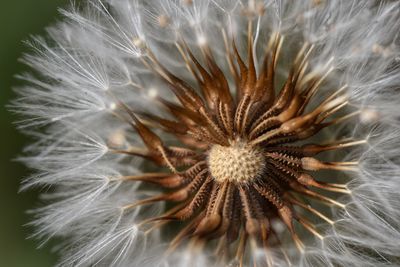 Close-up of dandelion