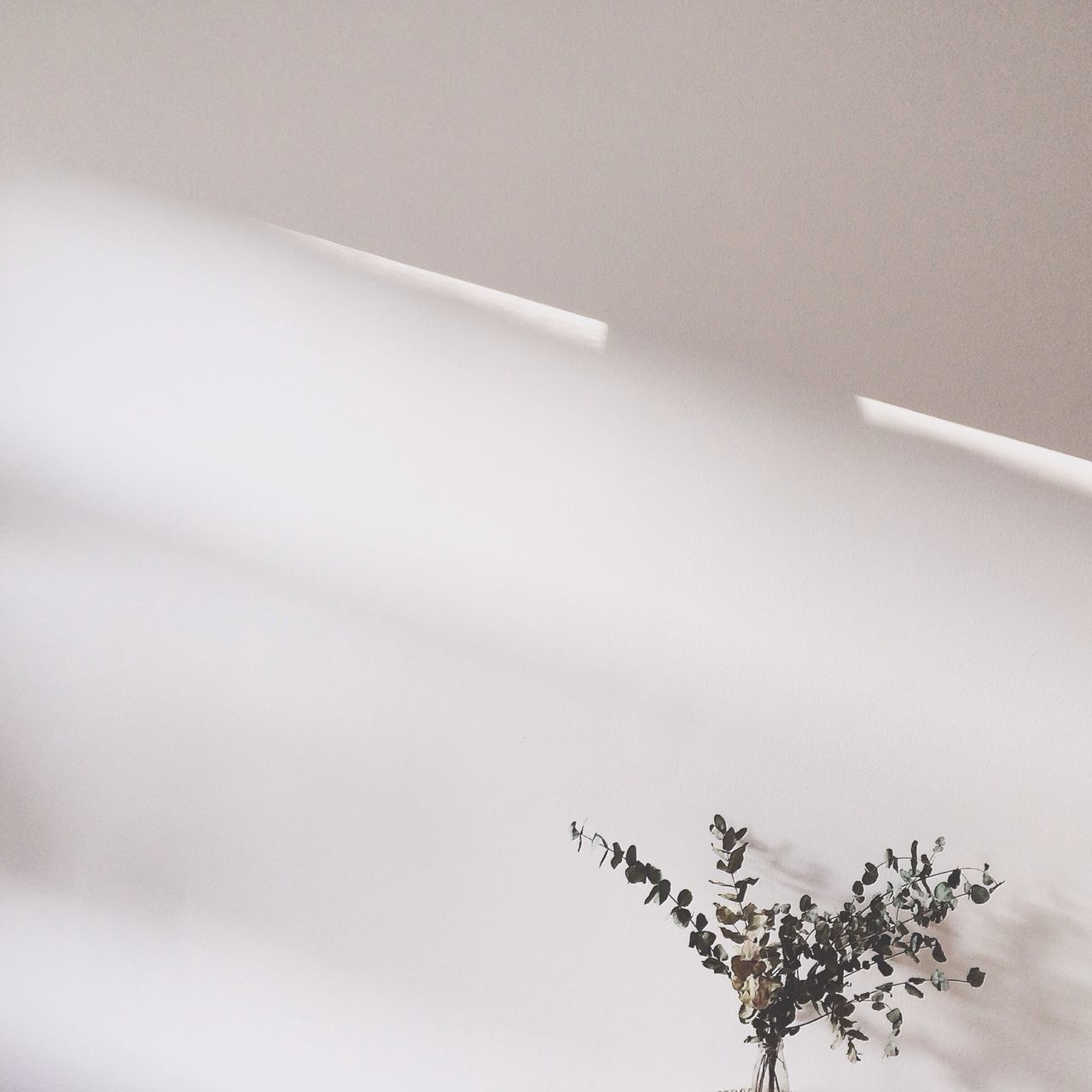 low angle view, plant, growth, nature, flying, no people, sky, close-up, outdoors, copy space, leaf, part of, silhouette, day, beauty in nature, clear sky, tree, airplane, dusk, built structure