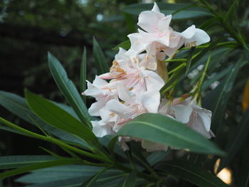 Close-up of white flowering plant