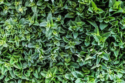 Full frame shot of fresh green plants