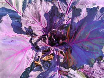 High angle view of pink flowering plant