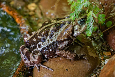 Close-up of frog