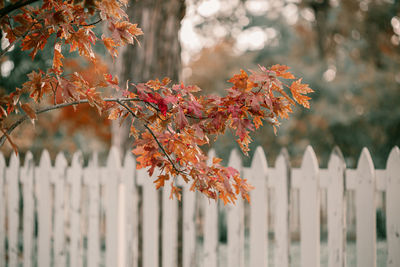 autumn