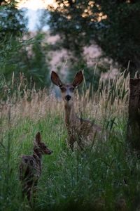 Portrait of giraffe in the forest