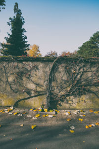 Yellow flowers growing on road by trees against clear sky