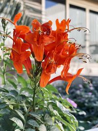 Close-up of orange flowering plant