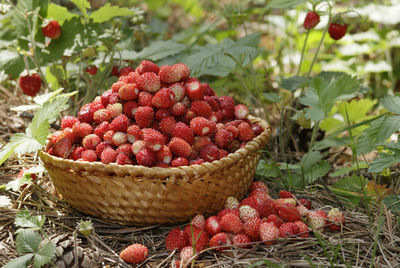 Close-up of strawberries on plant