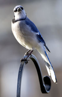 Bluejay high on a perch in the garden