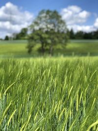 Crops growing on field against sky