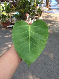 Close-up of hand on leaf