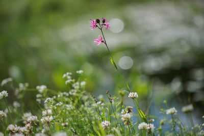 Fantastically beautiful natural background with wild meadow flowers in krimulda,latvia