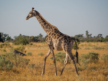 Giraffe walking on landscape against sky