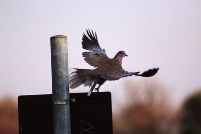 Close-up of bird perching against clear sky