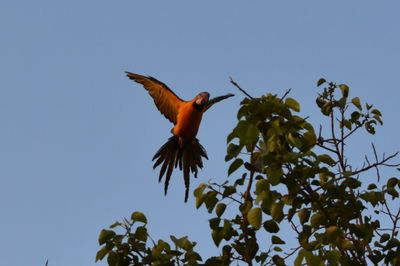 Low angle view of bird flying against clear sky