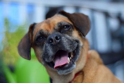 Close-up portrait of dog sticking out tongue