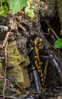 Close-up of yellow insect on tree trunk