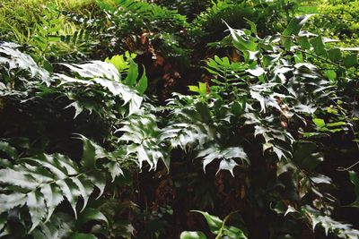 Close-up of green leaves