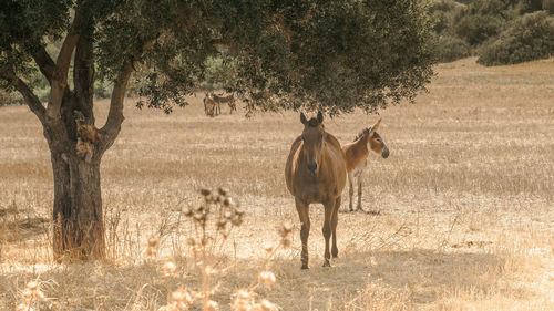 Horse and donkey on field