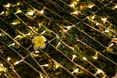 Close-up of flower growing on plant
