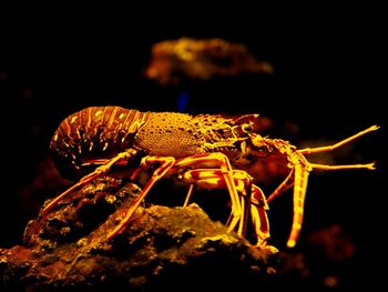 Close up of animal