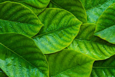 Full frame shot of green leaves