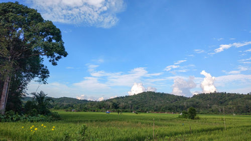 Scenic view of field against sky