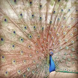 Full frame shot of multi colored feathers