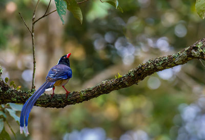 View of bird perching on branch