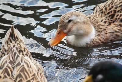 Close-up of duck swimming in water