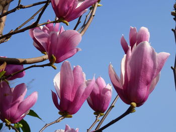 Low angle view of pink magnolia blossoms against sky