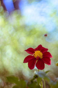 Close-up of red flower