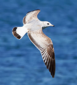 Seagull flying over sea