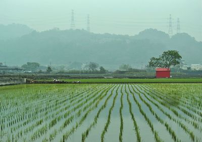 Scenic view of rural landscape