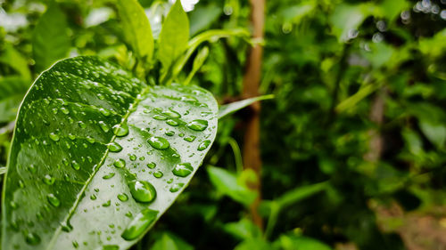 Some rain drop fall on a green leaf.