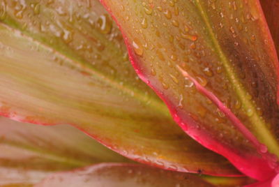 Close-up of wet plants