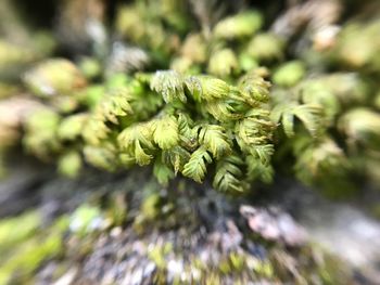 Close-up of fresh green tree in forest
