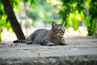 Portrait of cat lying on footpath