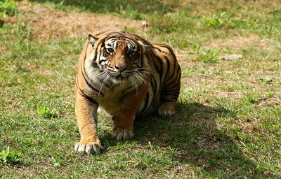 Full length of a cat