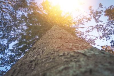 Low angle view of tree against sky