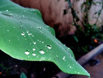 Close-up of raindrops on leaf