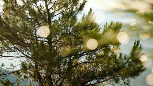 Low angle view of trees against sky