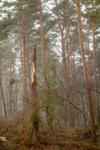 Trees in forest