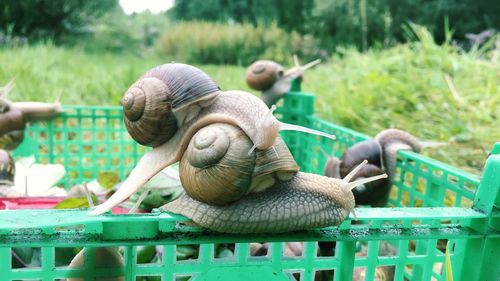 Close-up of snail