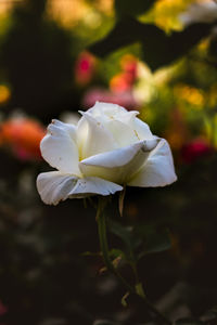 Close-up of white rose