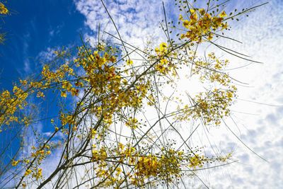 Low angle view of flowering plant against sky