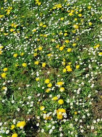 High angle view of yellow flowering plants on field