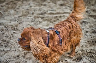 View of a dog on land