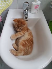 High angle view of cat in bathroom